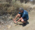 Associate Prof vic Gallea collecting Parkinsonia seedlings
