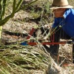 Injecting herbicide directly into trunk