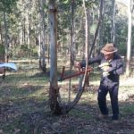 Treating woody weeds with herbicide capsules