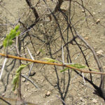 Effective delivery of dieback to tree