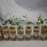 Growing seedlings in the lab